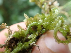 Weymouthia cochlearifolia