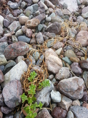 Honckenya peploides robusta