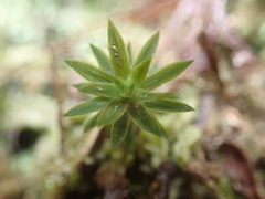 Pogonatum subulatum