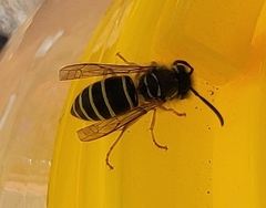 Vespula flaviceps