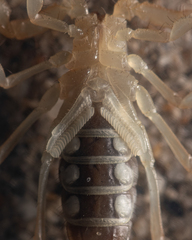 Paruroctonus luteolus