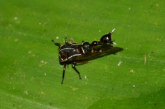 Heteronotus trinodosus