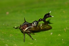 Heteronotus trinodosus