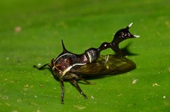 Heteronotus trinodosus