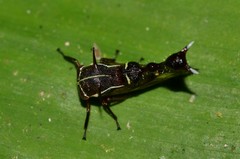 Heteronotus trinodosus