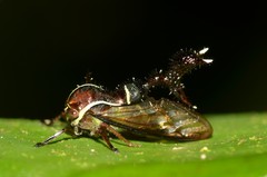 Heteronotus trinodosus