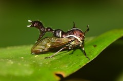 Heteronotus trinodosus