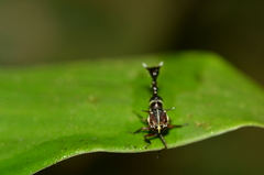 Heteronotus trinodosus