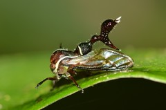 Heteronotus trinodosus