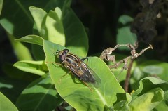 Helophilus antipodus