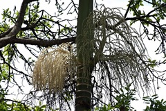 Archontophoenix alexandrae