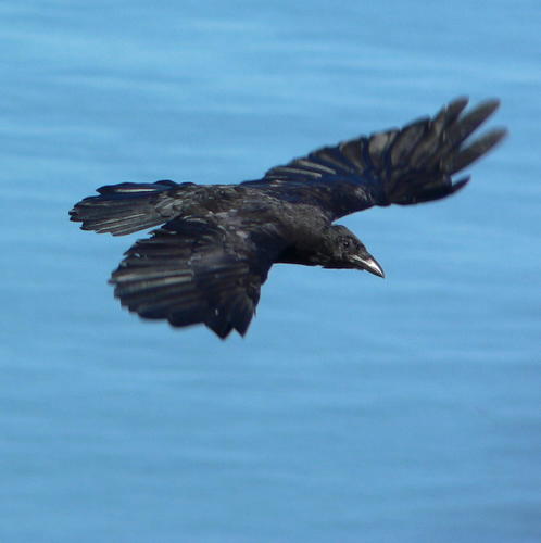 Carrion Crow, photo 9 of 10