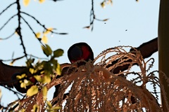 Archontophoenix alexandrae
