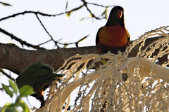 Archontophoenix alexandrae