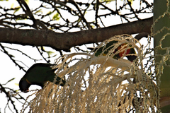 Archontophoenix alexandrae