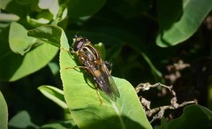 Helophilus antipodus