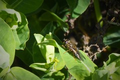 Helophilus antipodus