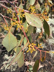 Eucalyptus camphora