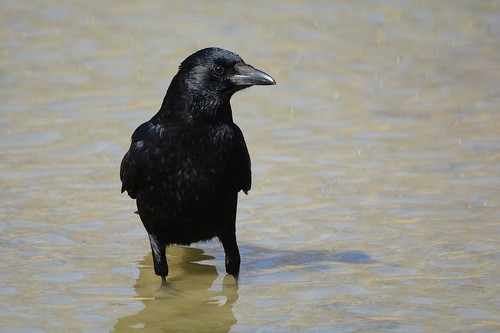 Foto de Carrion Crow