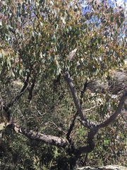 Eucalyptus camphora