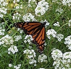 Danaus plexippus