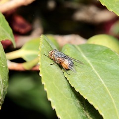 Calliphora dubia