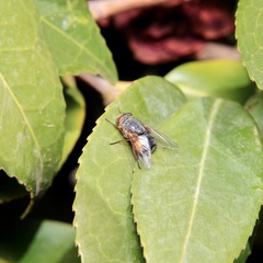 Calliphora dubia