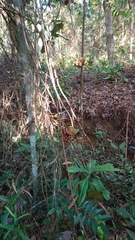 Nepenthes ampullaria