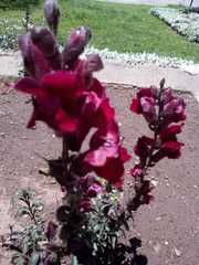 Antirrhinum