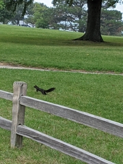 Sciurus carolinensis