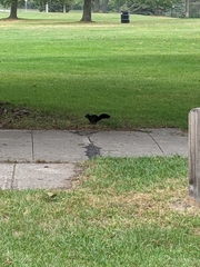 Sciurus carolinensis