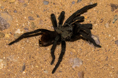 Aphonopelma madera