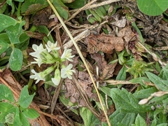 Trifolium repens