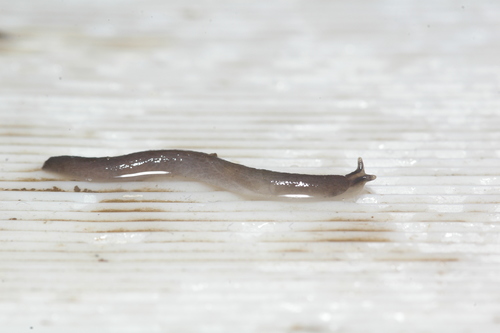 Worm Slug