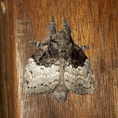 Euglyphis semifunebris