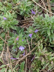 Verbena bracteata