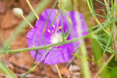 Ipomoea ternifolia leptotoma
