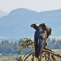Thick-Billed Raven photo 5
