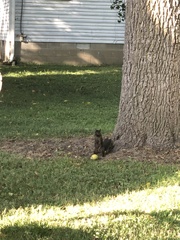 Sciurus carolinensis