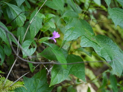 Barleria prattensis