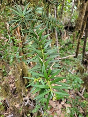 Podocarpus nubigenus