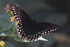 Papilio menatius