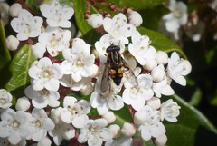 Helophilus antipodus