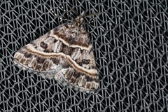 Dichromodes orthozona