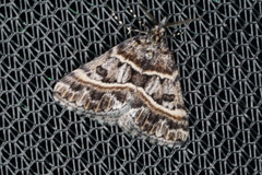 Dichromodes orthozona