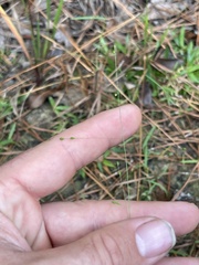 Kellochloa verrucosa