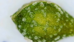 Kellochloa verrucosa