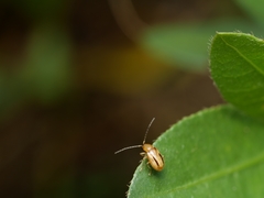 Medythia nigrobilineata