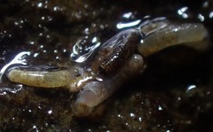 Caecum