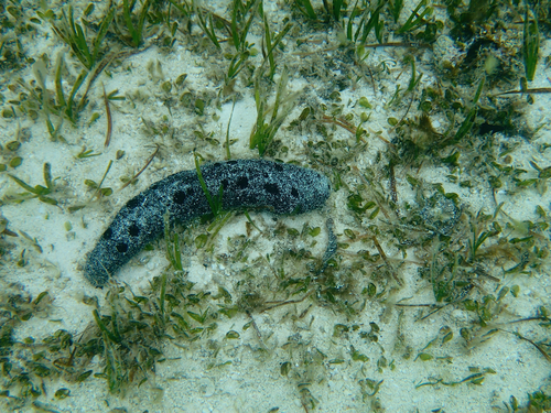 Halophila ovalis observed 2014-03-06